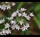 Allium canadense- var- mobilense